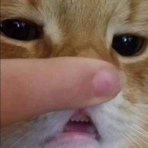 Meet your Posher, Gracie